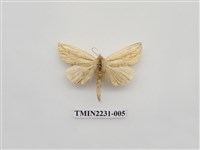 藏品(單排舟蛾)的圖片